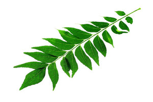 Curry Leaves Pack