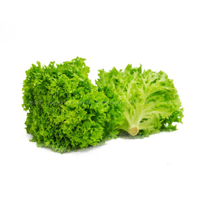 Gourmet Lettuce - Green Coral