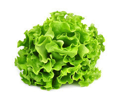 Gourmet Lettuce - Green Oak