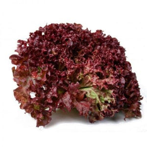 Gourmet Lettuce - Red Coral