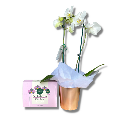 We The Wild Orchid Care Kit & Orchid Combo