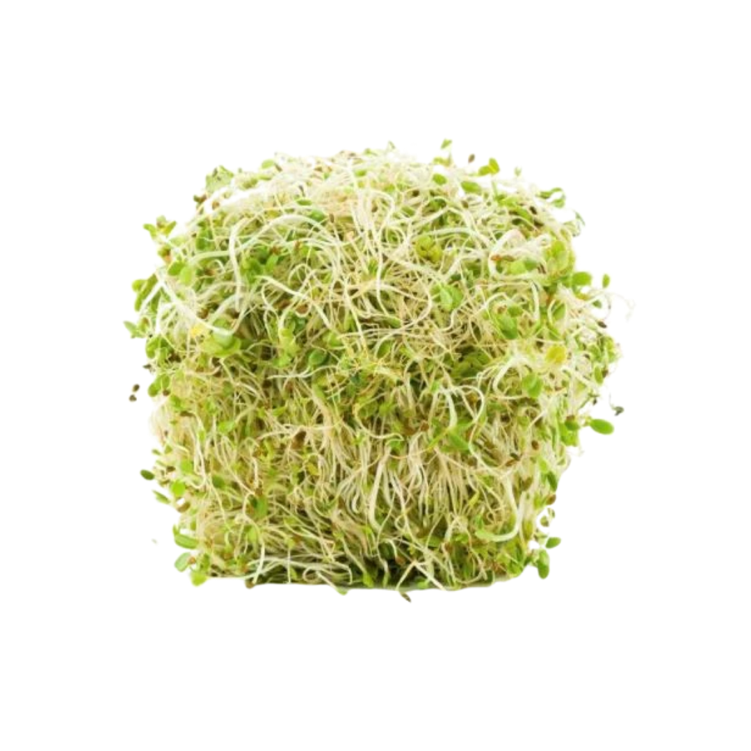 Sprouts - Alfalfa